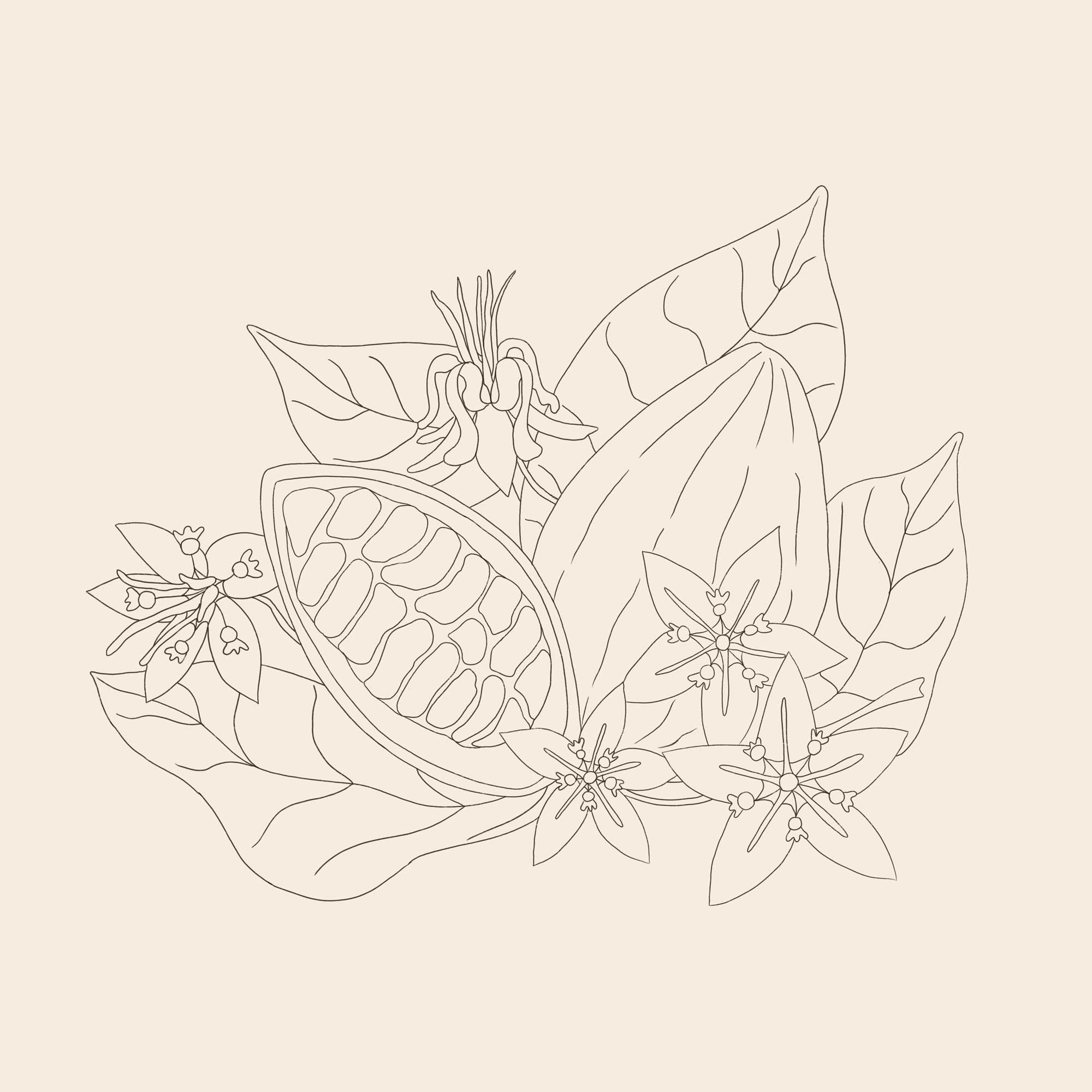 Cacao digital illustration sketch created by Anna Polhorodnyk