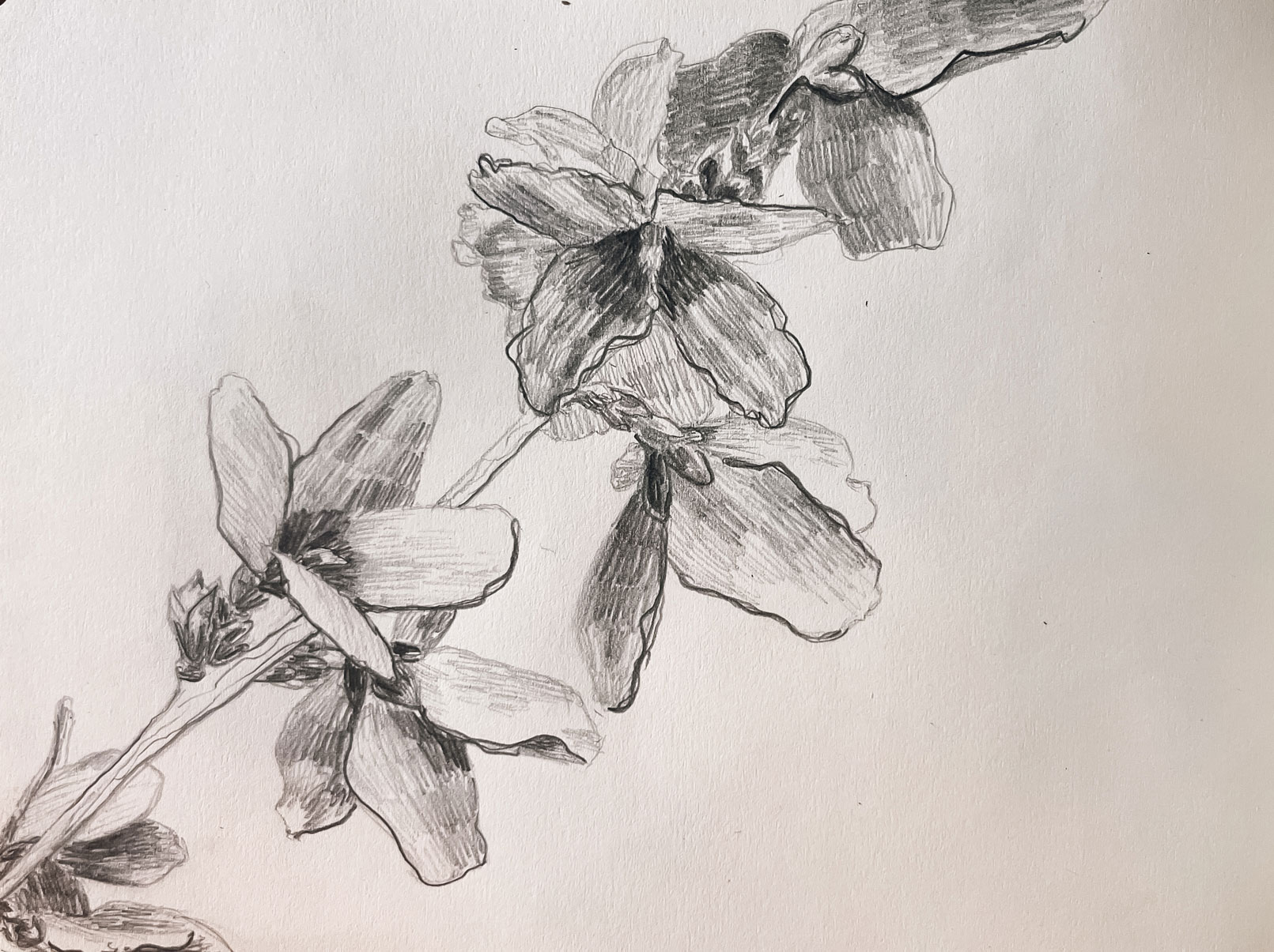 Graphite sketch of flowers created by Anna Polhorodnyk