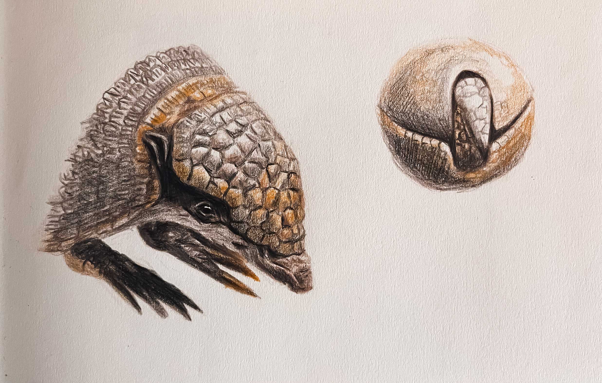 Sketch of animal made with colored pencila by Anna Polhorodyk